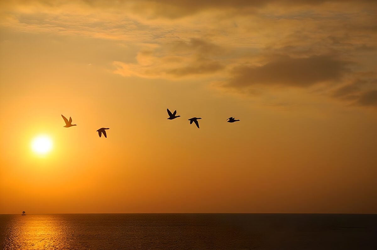 Fünf Vögel über dem Meer im Abendlicht
