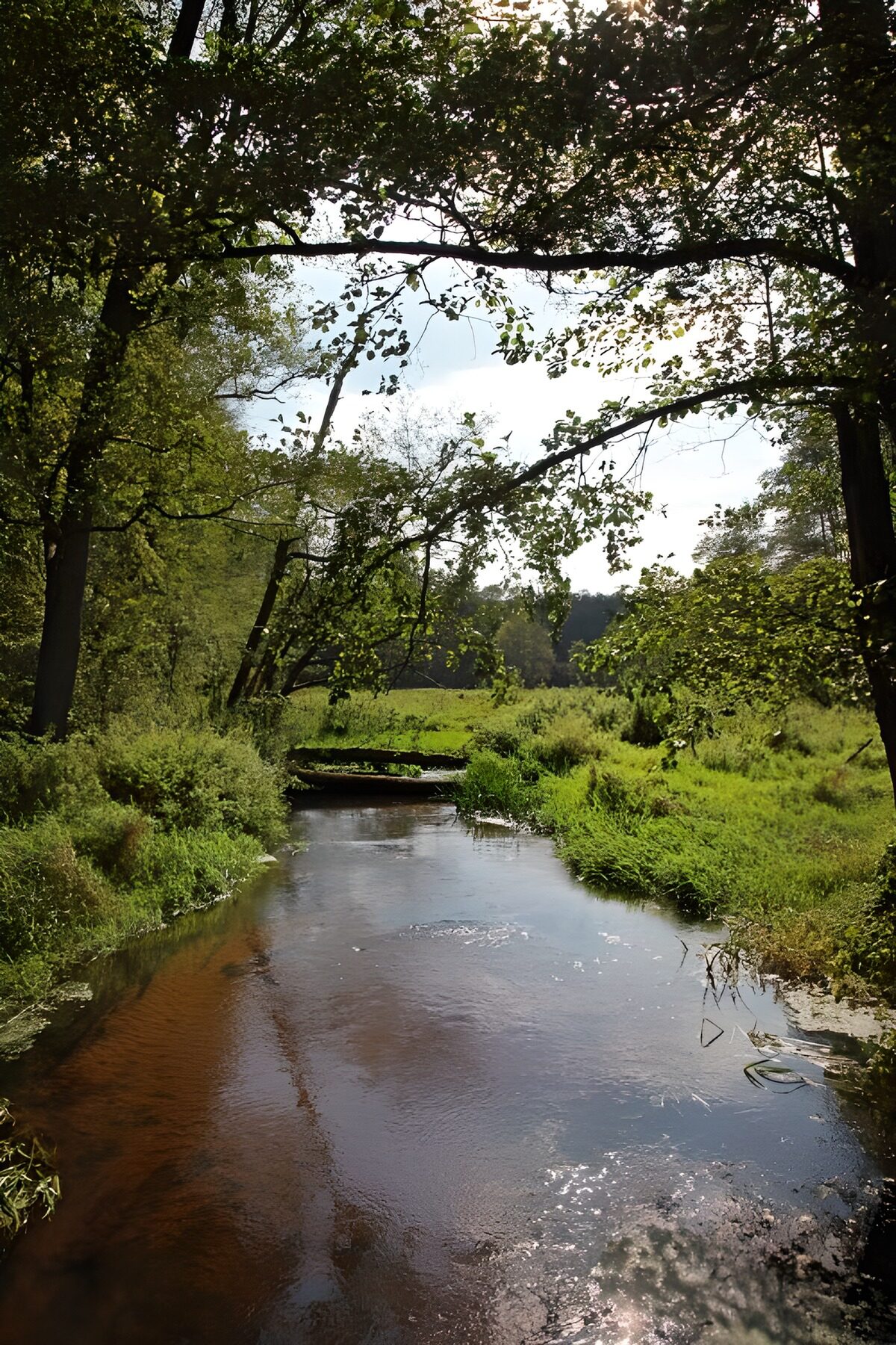 Schmaler Waldbach im sommerlichen Grün