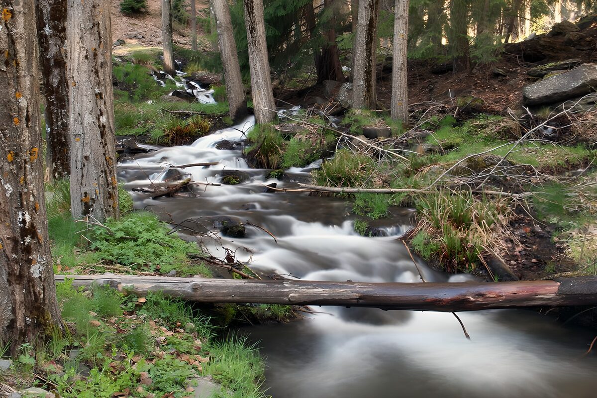 Waldbach über dunklen Felsen