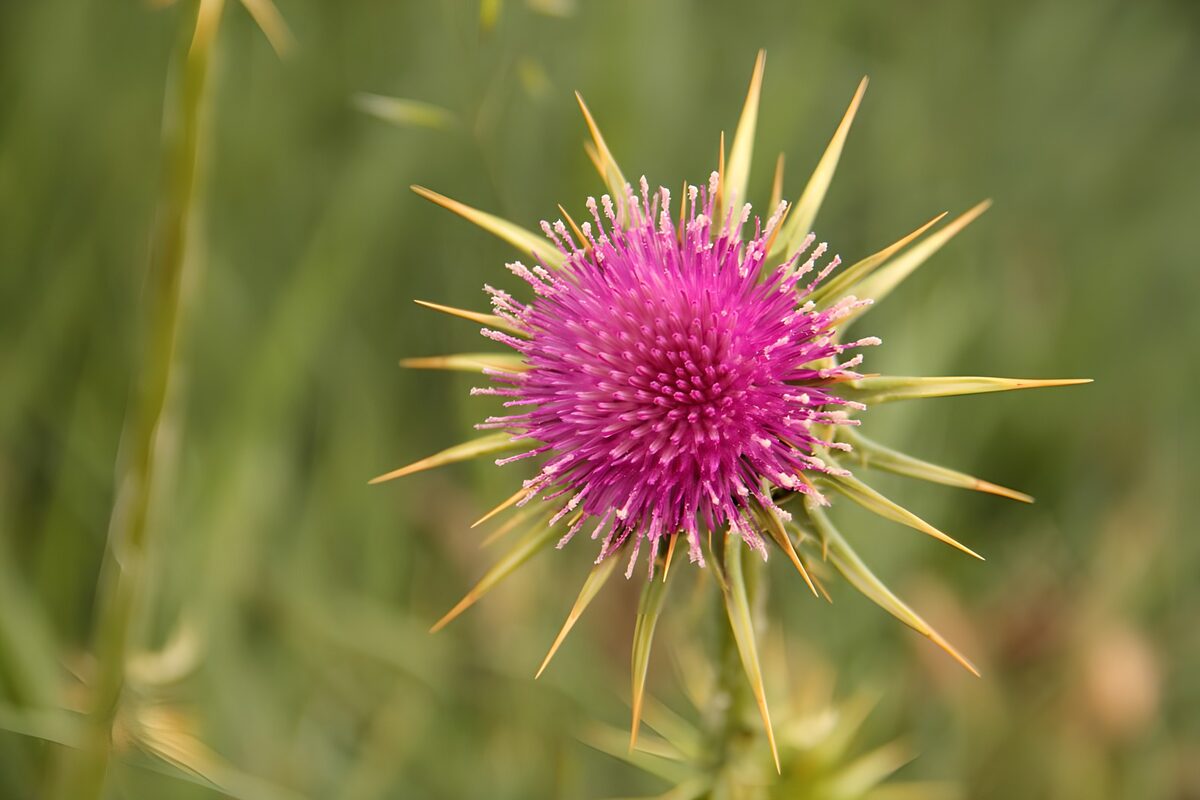 Lila Distel im warmen Licht