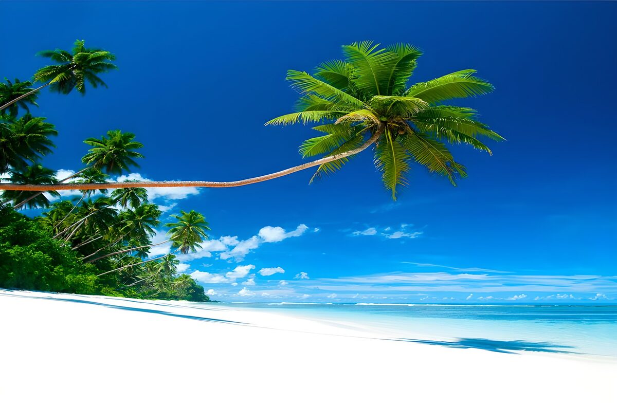 Geschwungene Palme am weißen Sandstrand