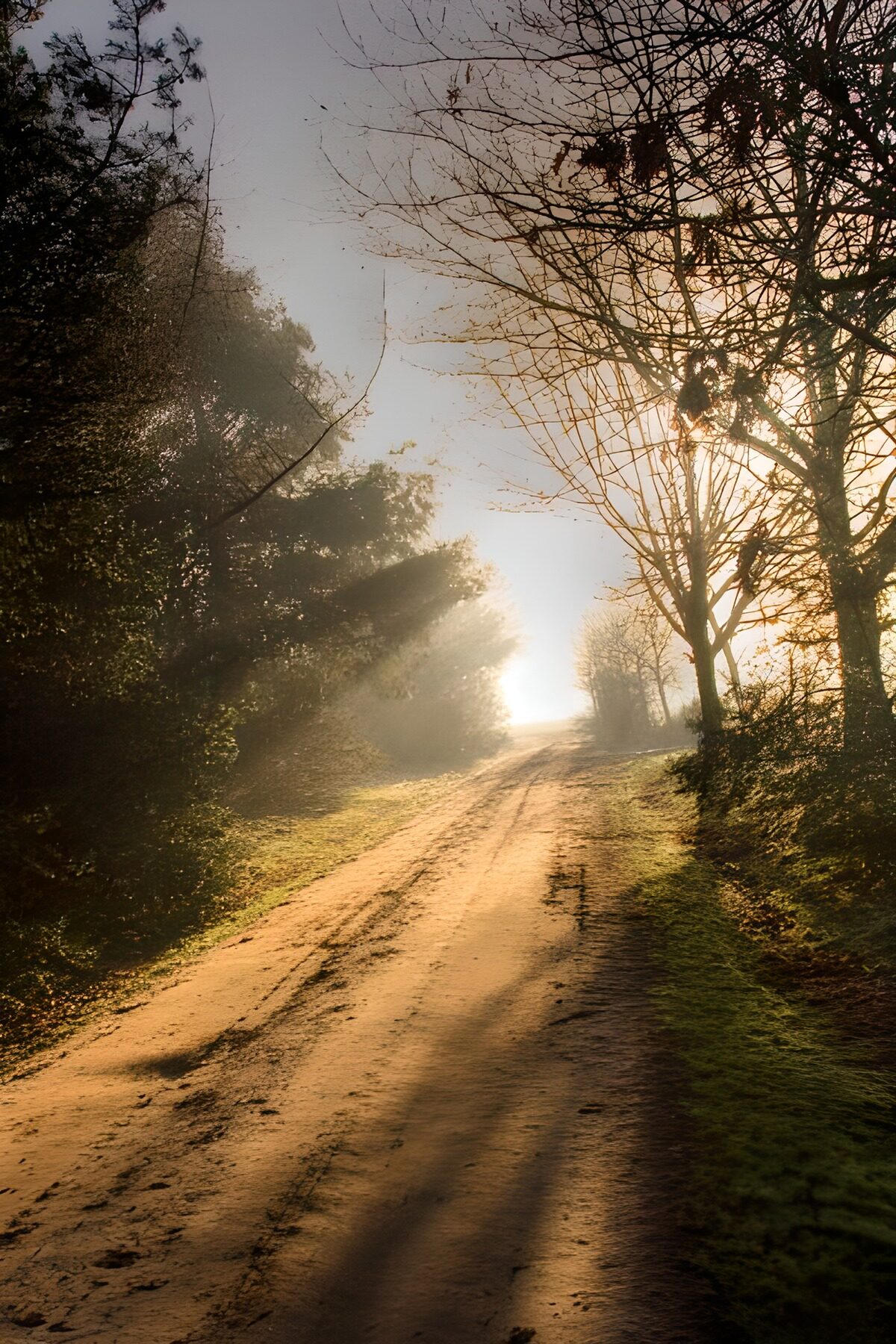 Sandweg zwischen Bäumen im Sonnenlicht