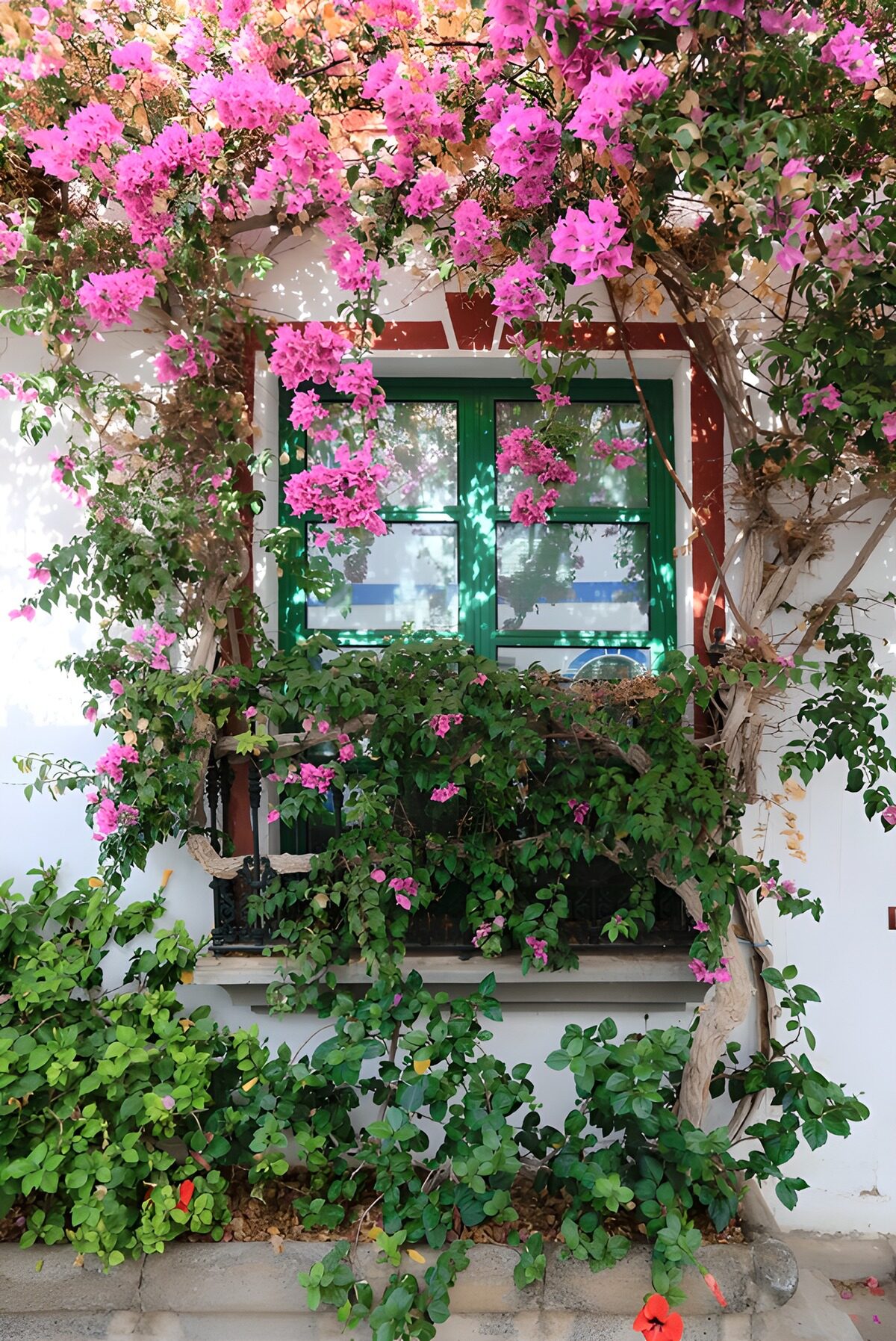 Bougainvillea am grünen Fenster