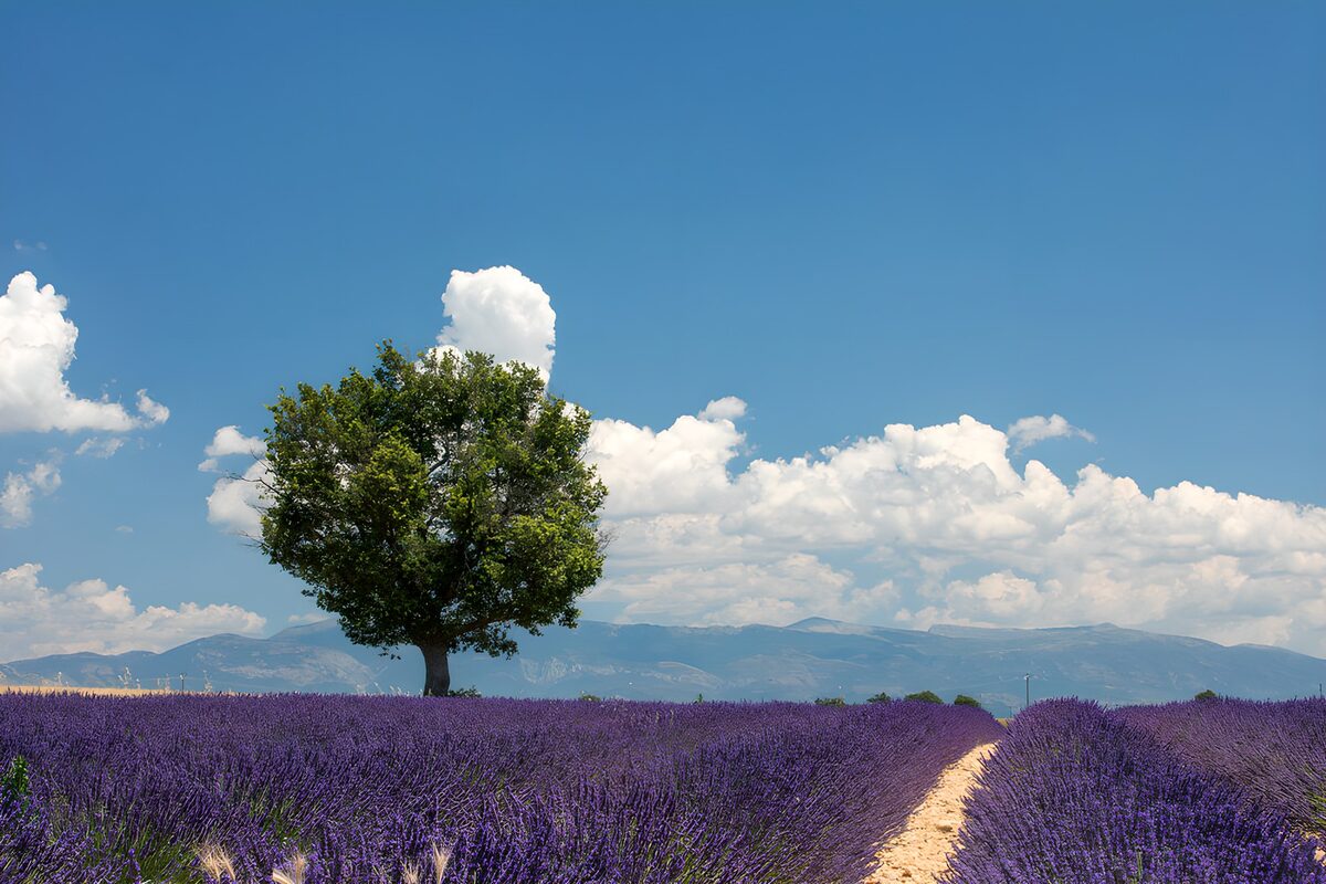 Lavendelfeld mit Baum im Sommerlicht