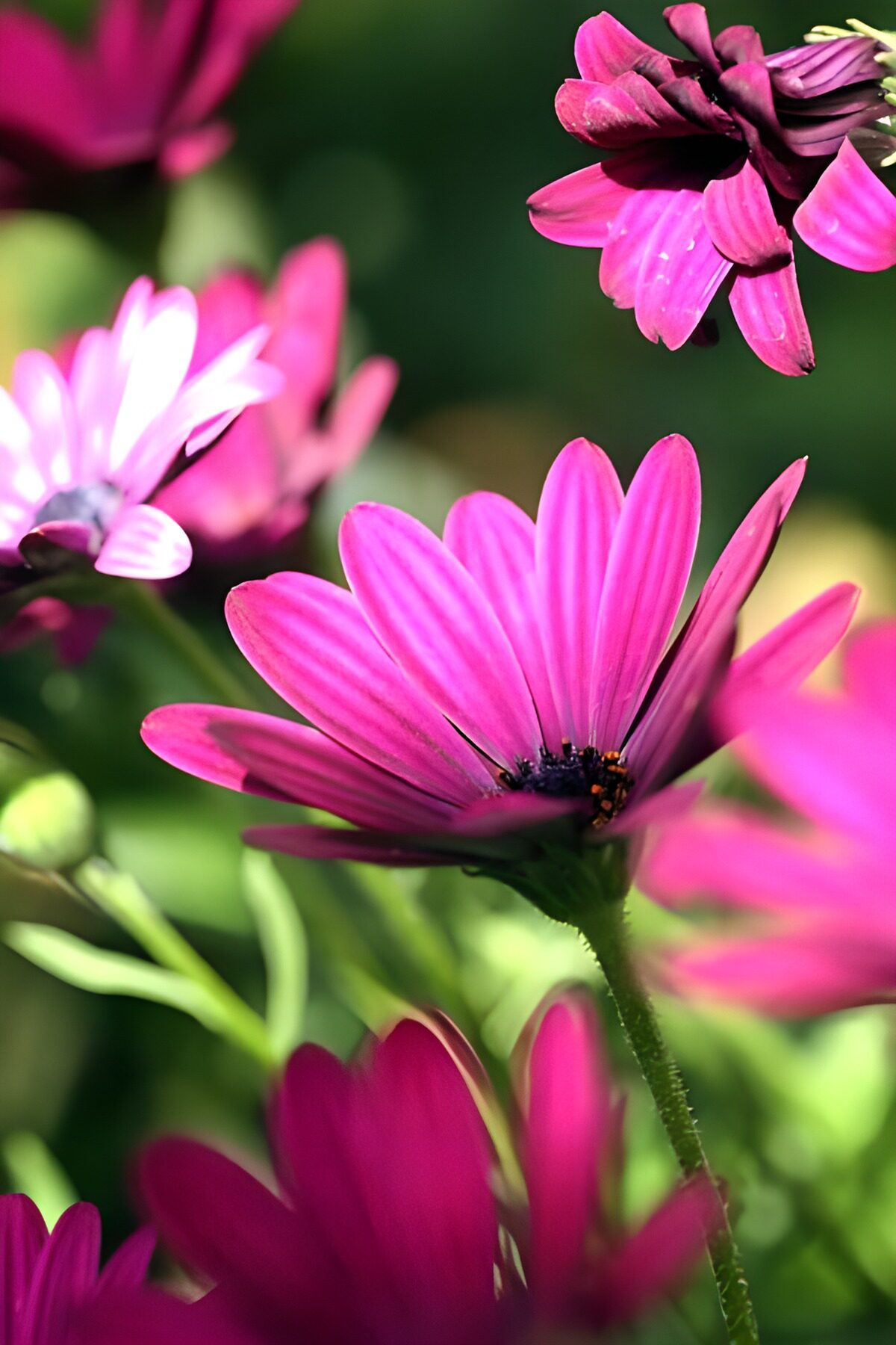 Pinke Blüten im hellen Sonnenlicht