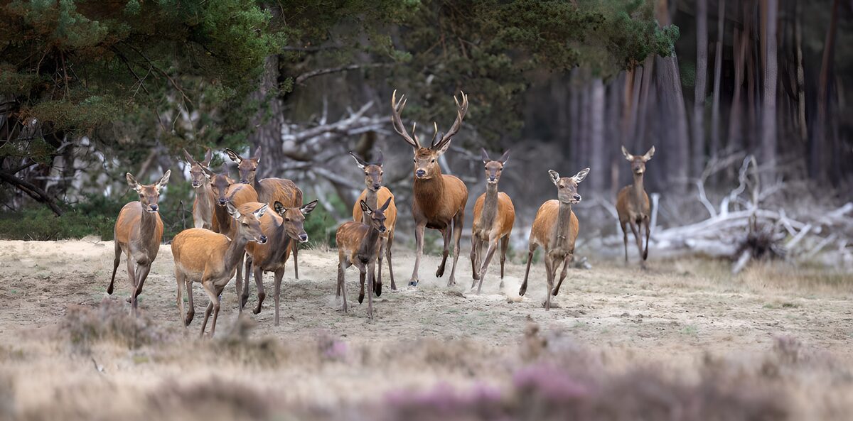 Hirschherde auf sandiger Waldlichtung