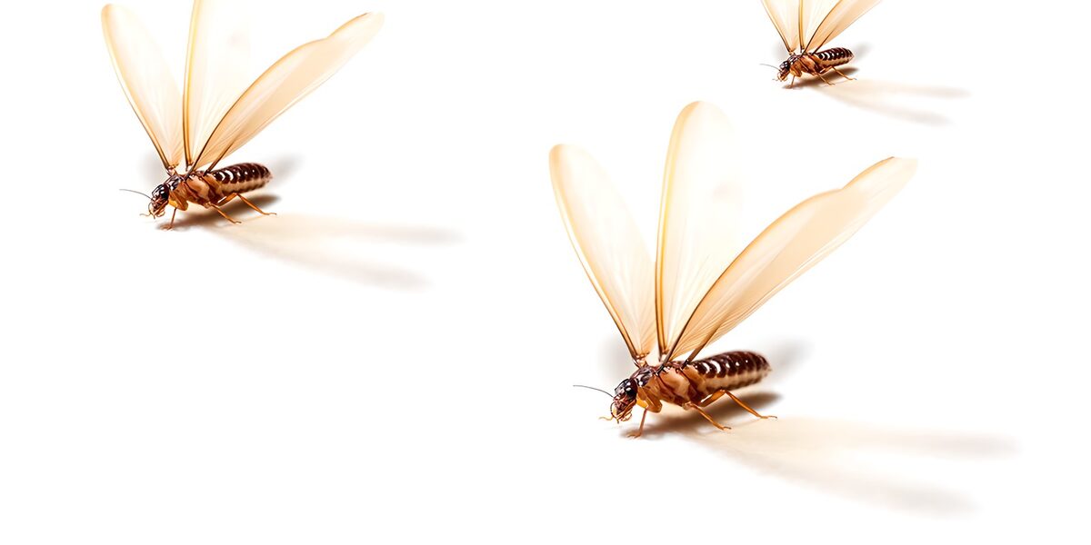 Drei geflügelte Insekten im hellen Licht