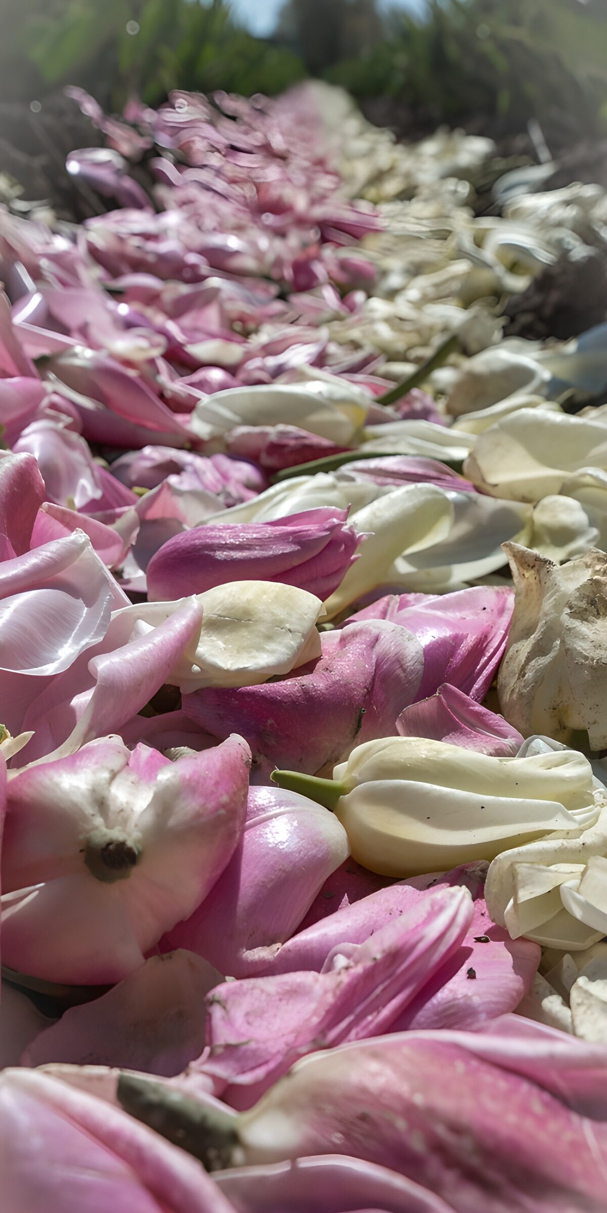 Rosa und weiße Tulpenblütenblätter