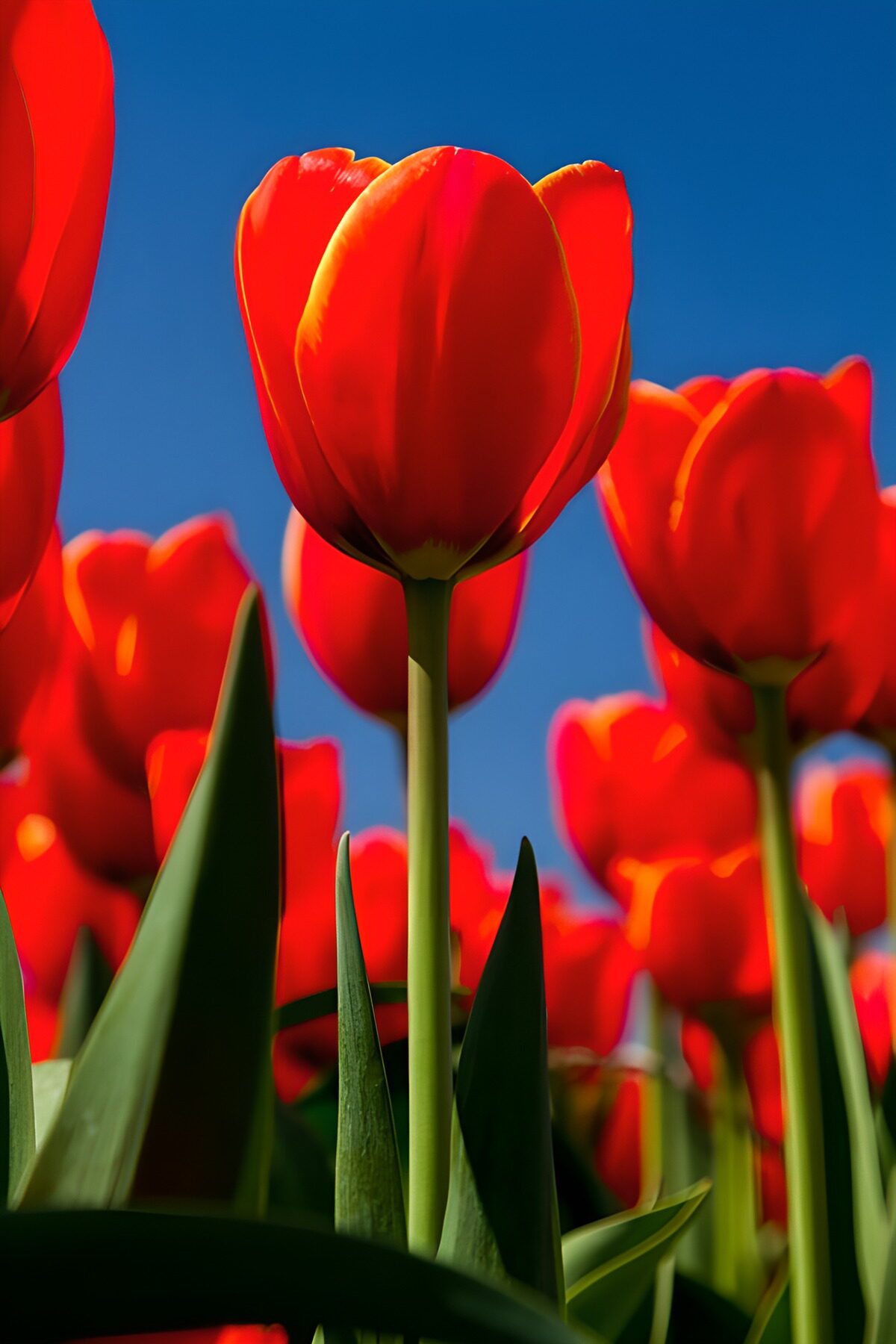 Rote Tulpen im hellen Sonnenschein