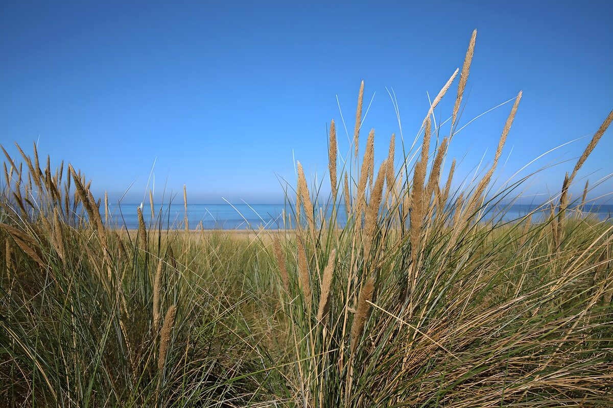 Dünengras am Meer im Sonnenlicht
