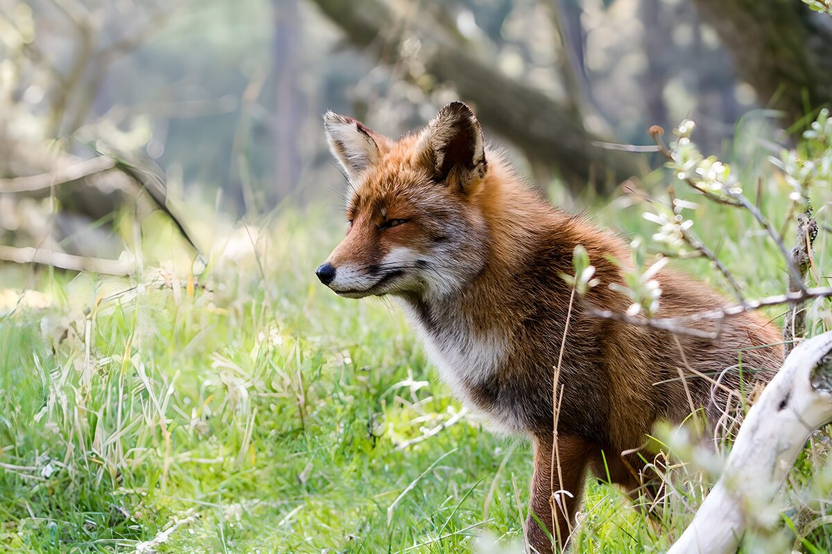 Rotfuchs im Lichtspiel des Waldes