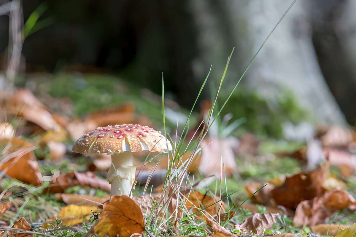 Fliegenpilz im bunten Herbstlaub