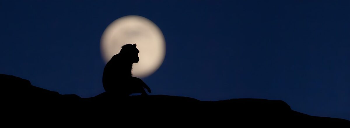 Affe vor Vollmond in stiller Nacht