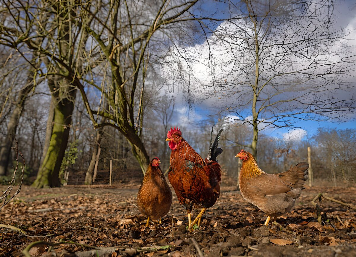 Hahn und zwei Hennen im Sonnenlicht