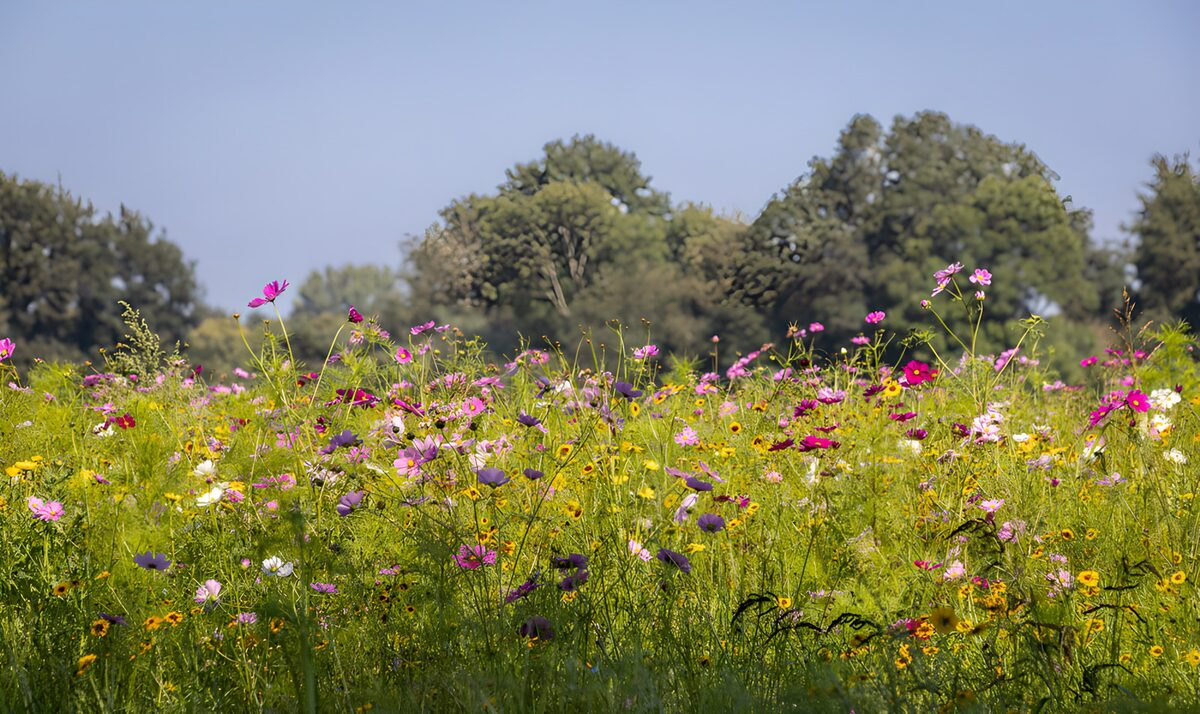 Bunte Blumenwiese im Sommerlicht