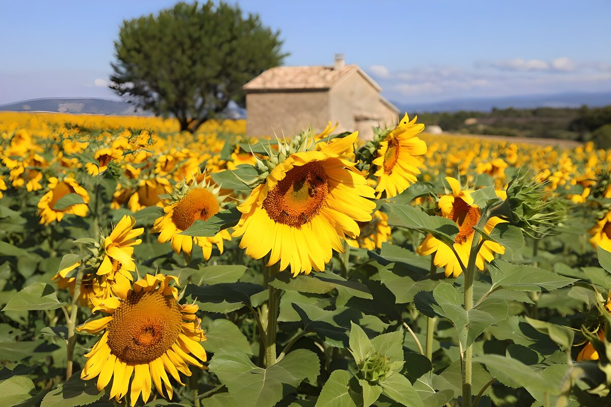 Sonnenblumen, so weit der Sommer reicht