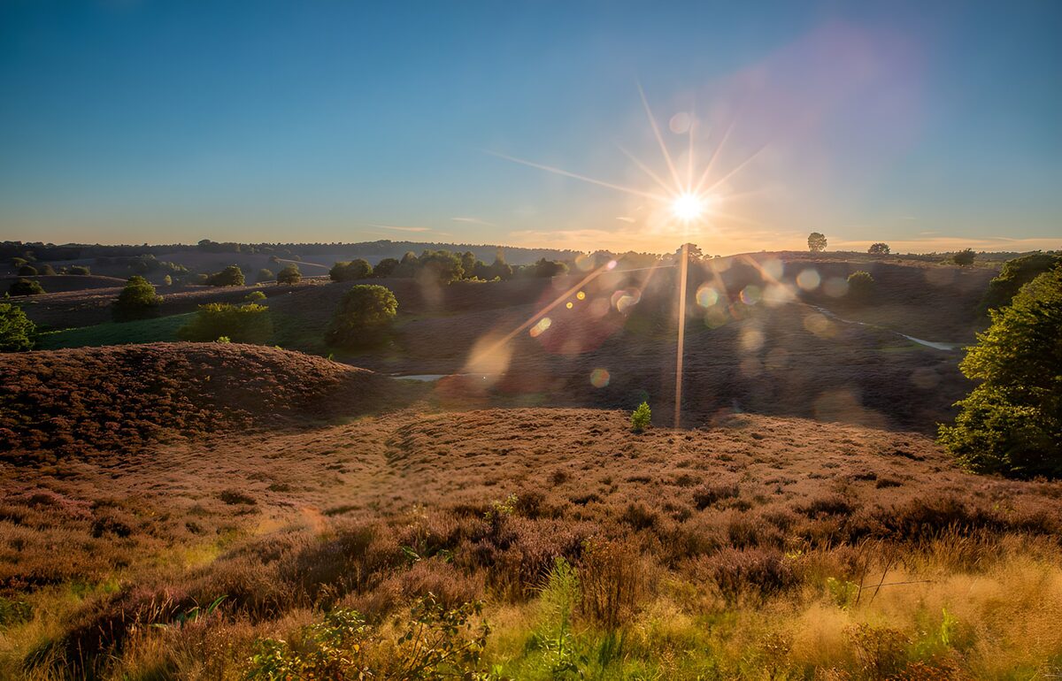 Hügelige Heide im goldenen Sonnenlicht