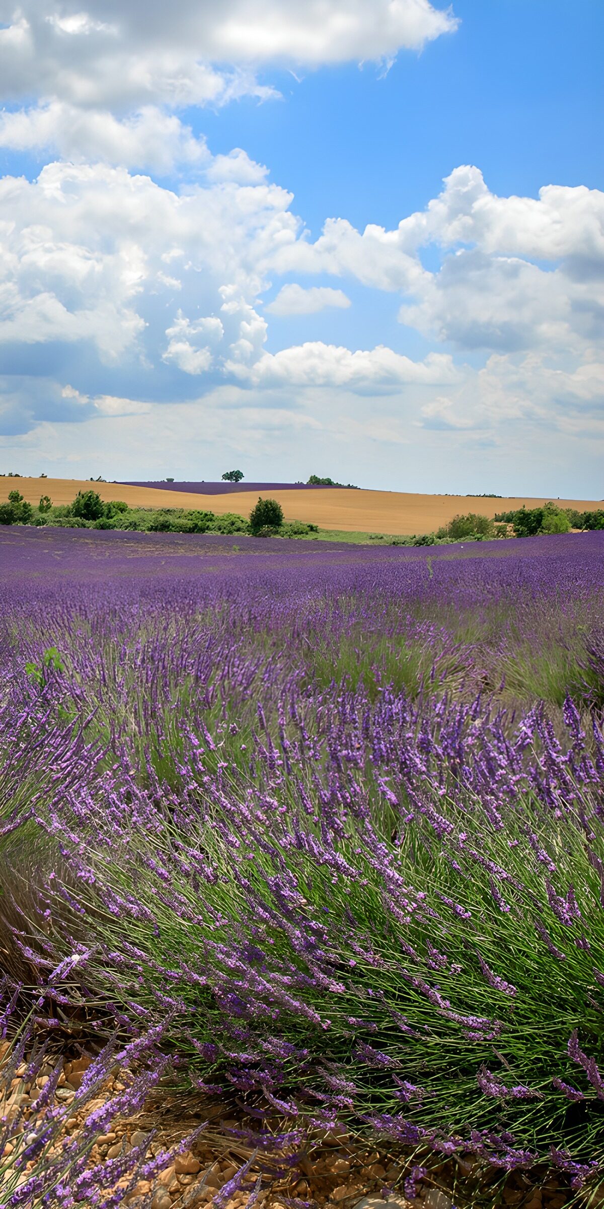 Ein Meer aus Lavendel unter weitem Himmel