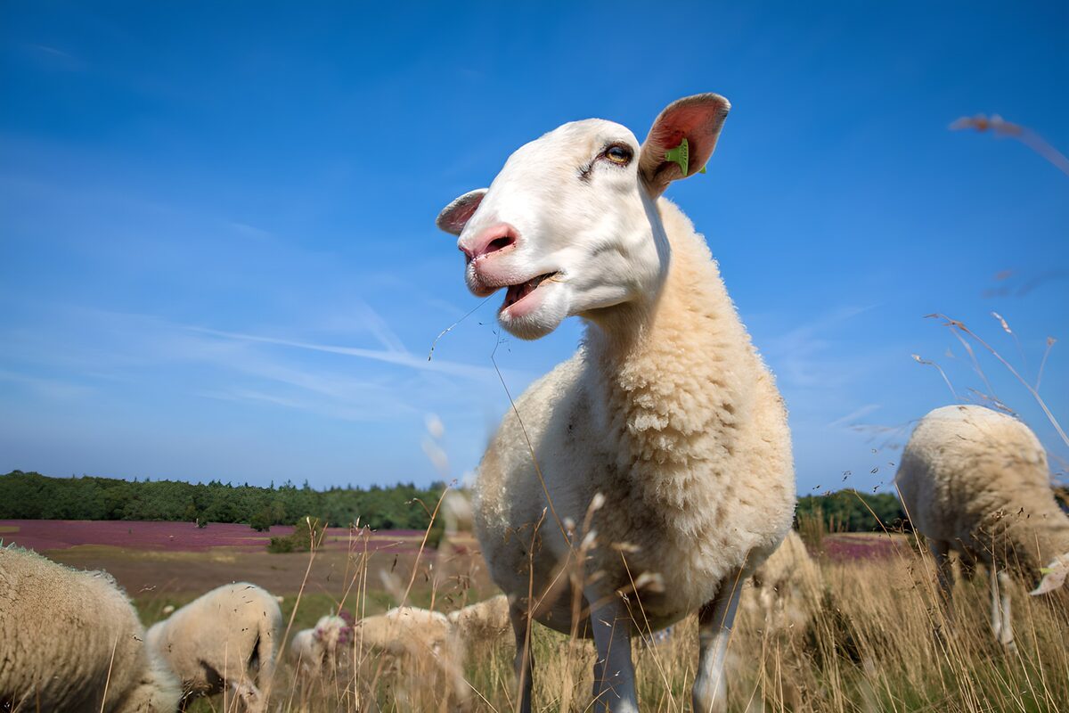 Ein Schaf zwischen Gras und Himmelsblau