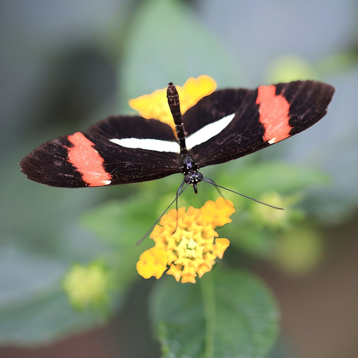 Schmetterling auf gelborangen Blüten