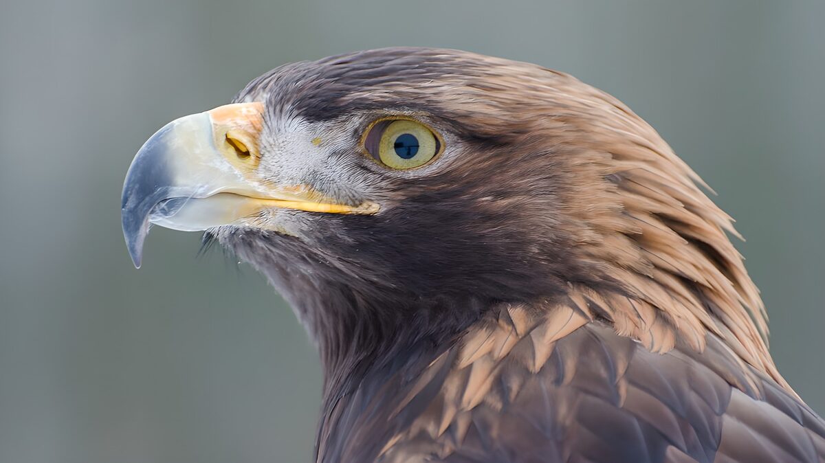 Adler im Profil mit wachsamem Blick