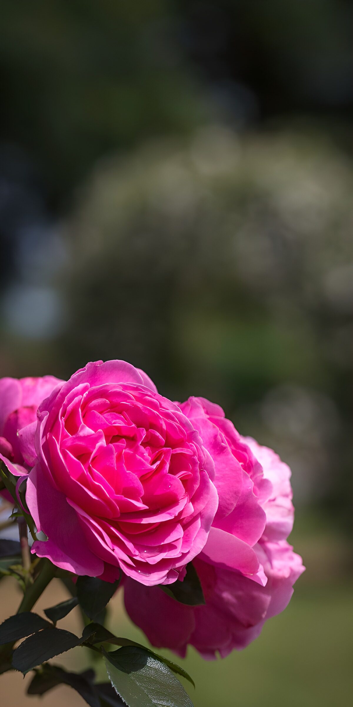 Pinke Rosen vor weichem Grün