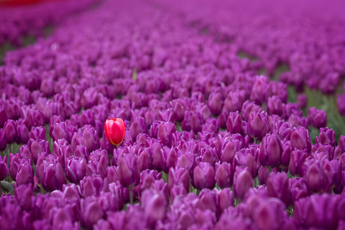 Rote Tulpe zwischen lila Tulpen