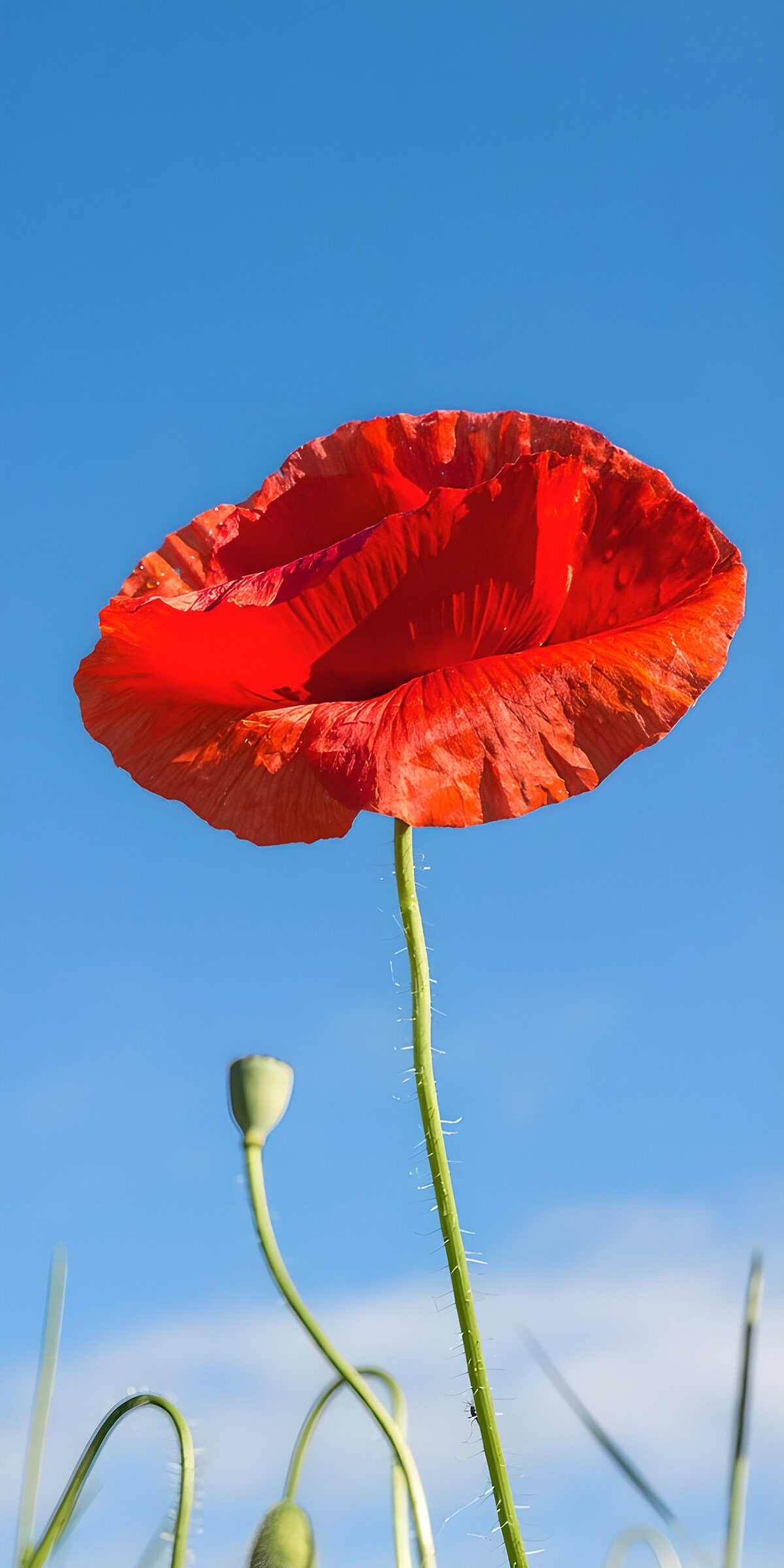 Rote Mohnblüte vor blauem Himmel