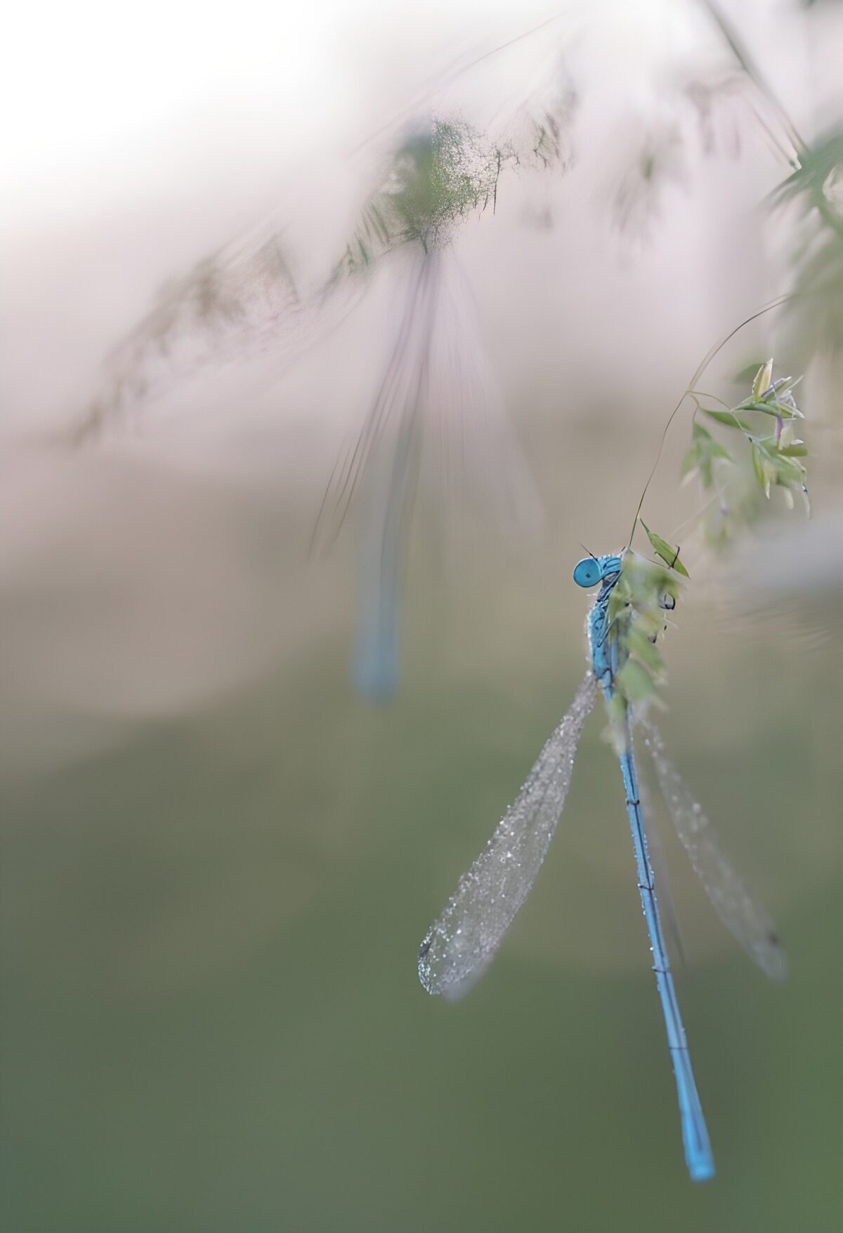 Blaue Libelle am taufeuchten Grashalm
