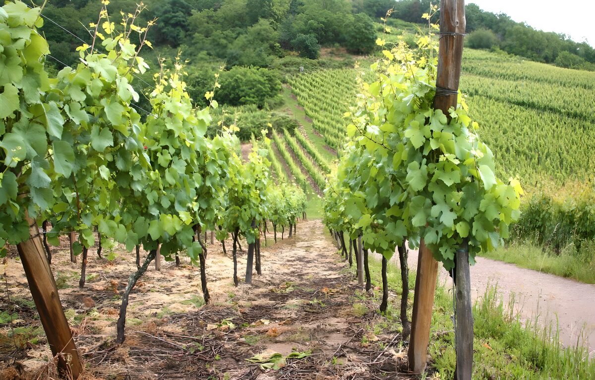 Grüne Rebzeilen am steilen Hang