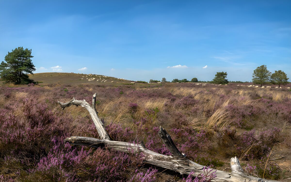 Blühende Heide mit Schafen und Totholz