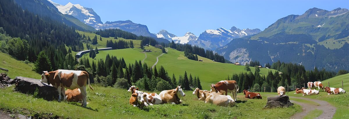 Kühe auf grüner Alm vor Schneebergen