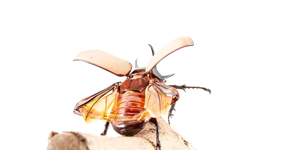 Brauner Käfer mit weit geöffneten Flügeln