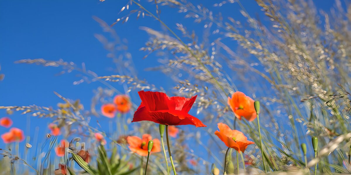 Roter Mohn unter blauem Sommerhimmel