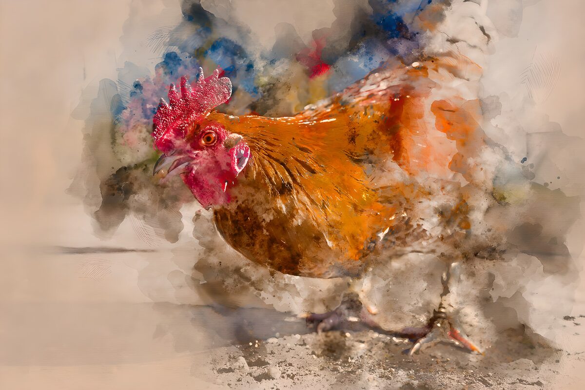 Hahn in Orange und Rot als Aquarell