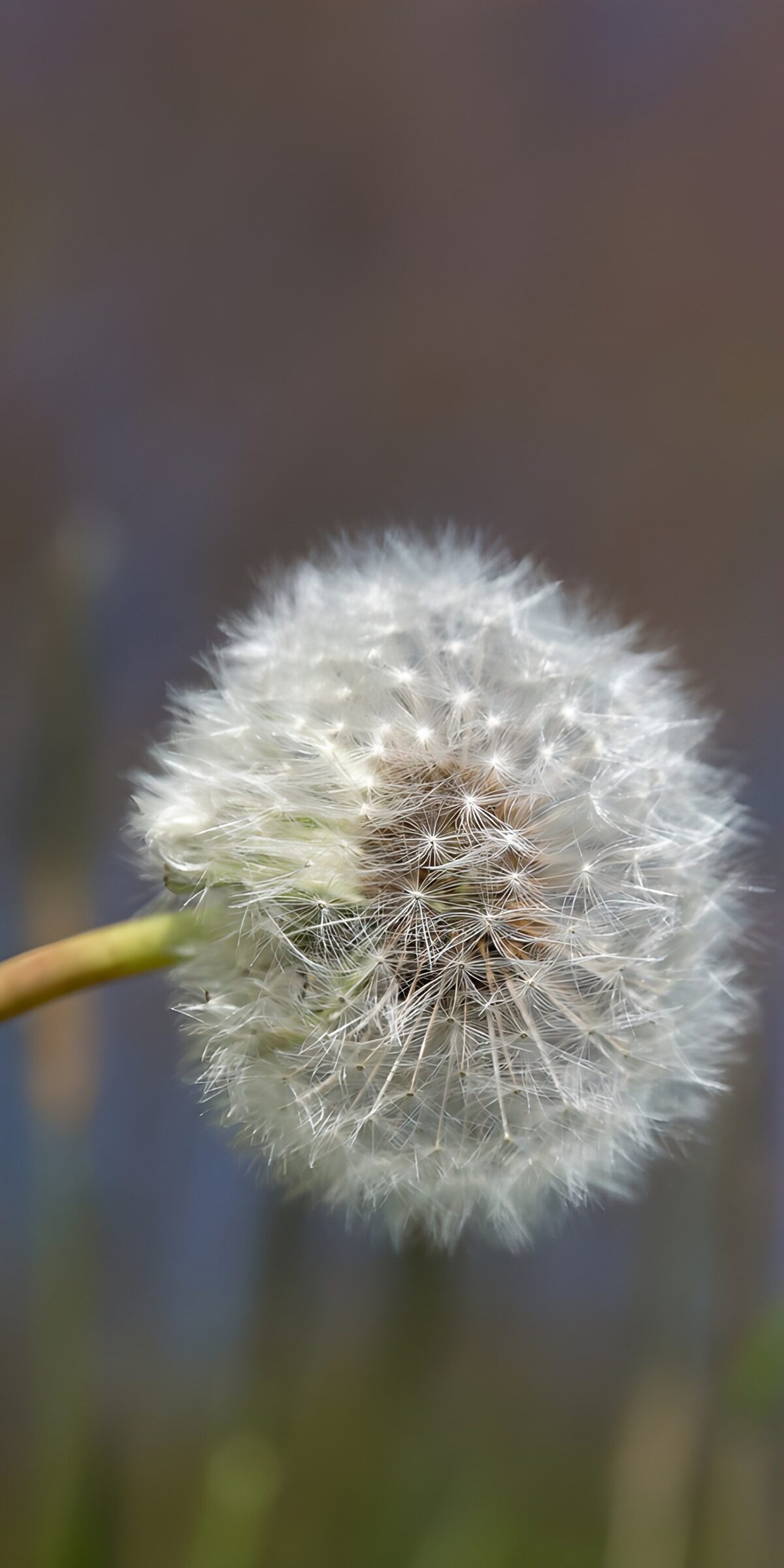 Weiße Pusteblume in Nahaufnahme