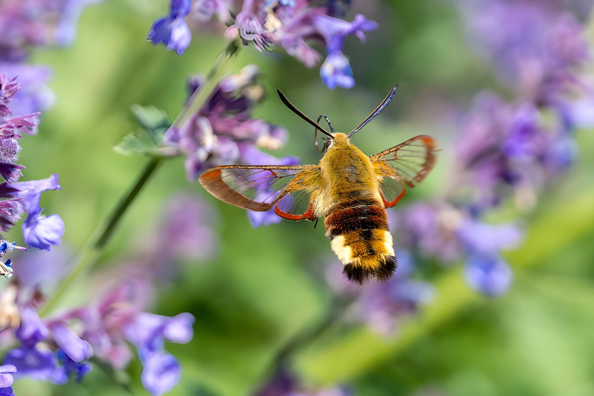 Falter im Schwebeflug an violetten Blüten