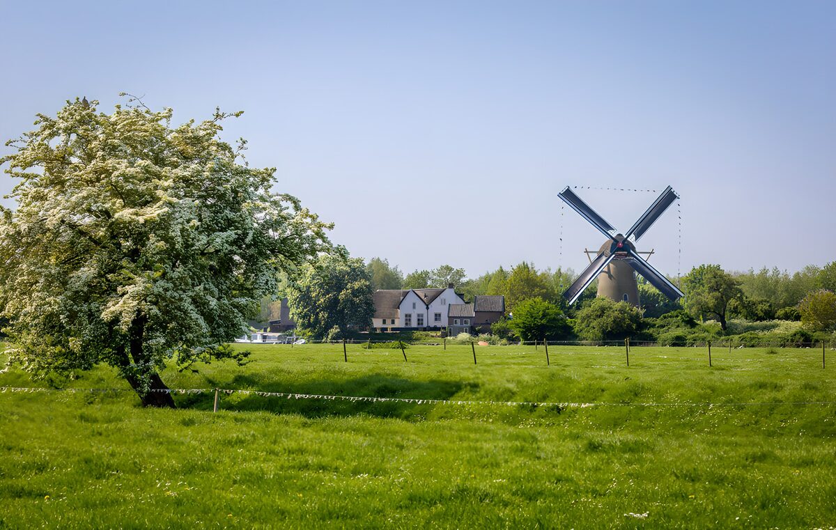 Blühender Baum und Windmühle im Frühlingsgrün