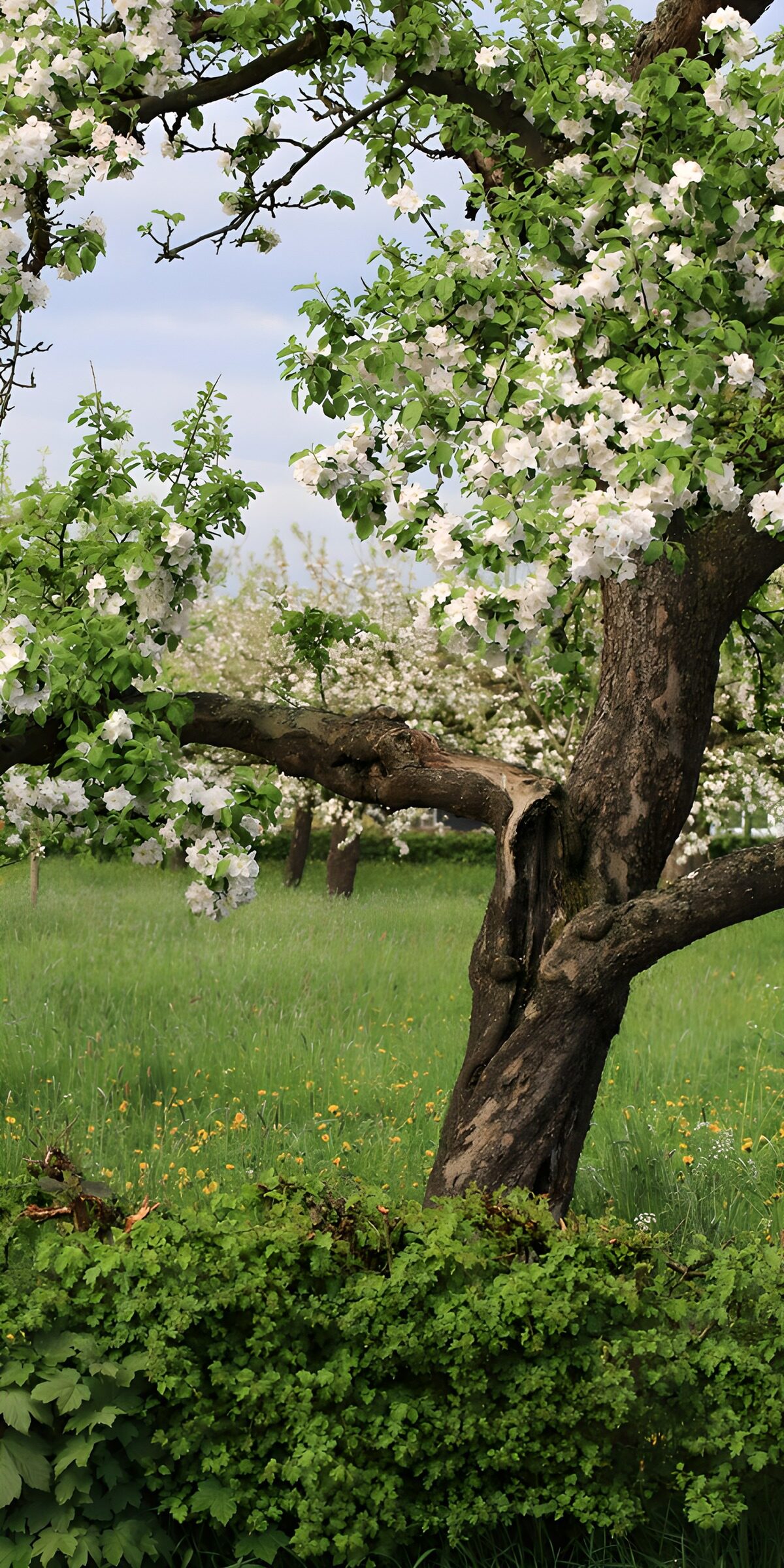 Weiß blühender Baum im Frühlingsgrün