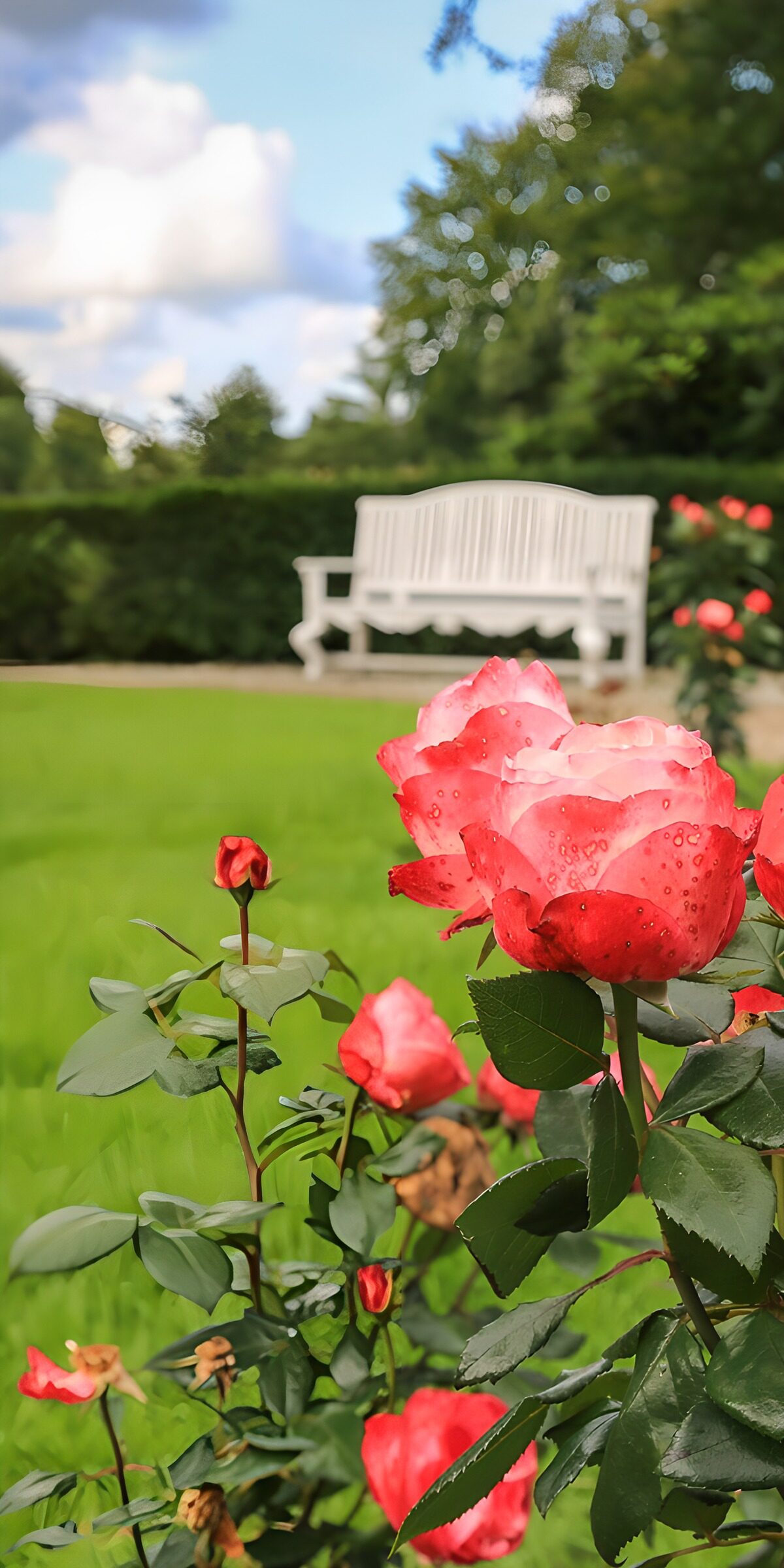 Rosa-rote Rosen vor weißer Gartenbank