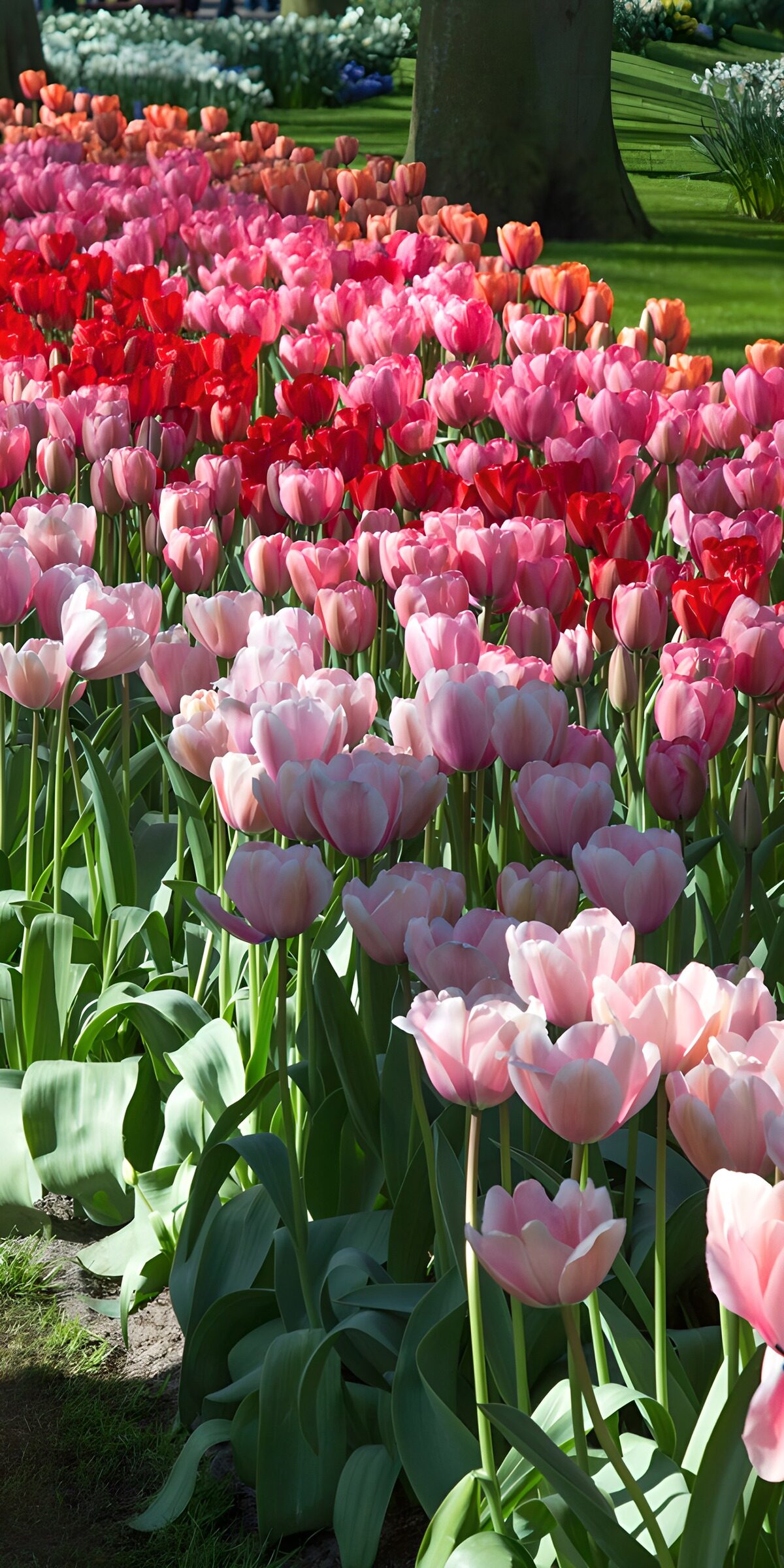Tulpenbeet in Rosa, Rot und Apricot