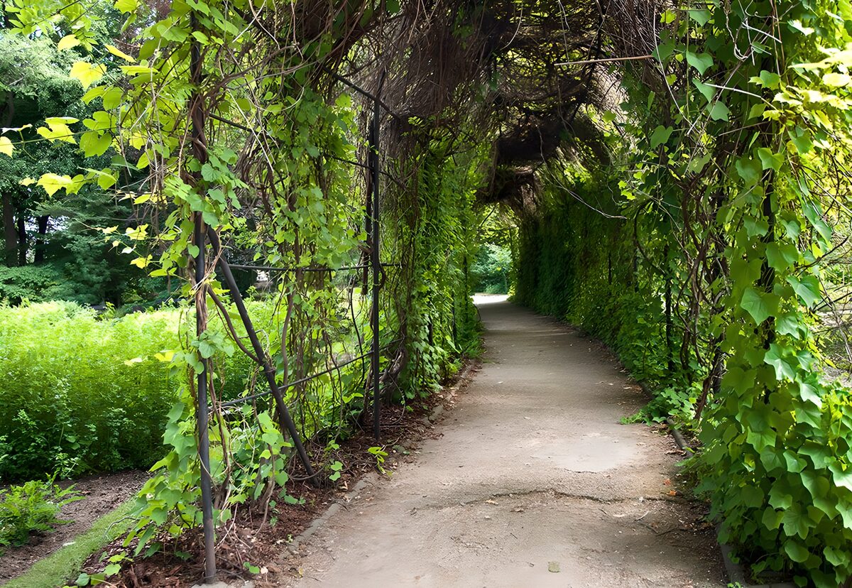 Schattiger Gartenweg unter grünen Bögen