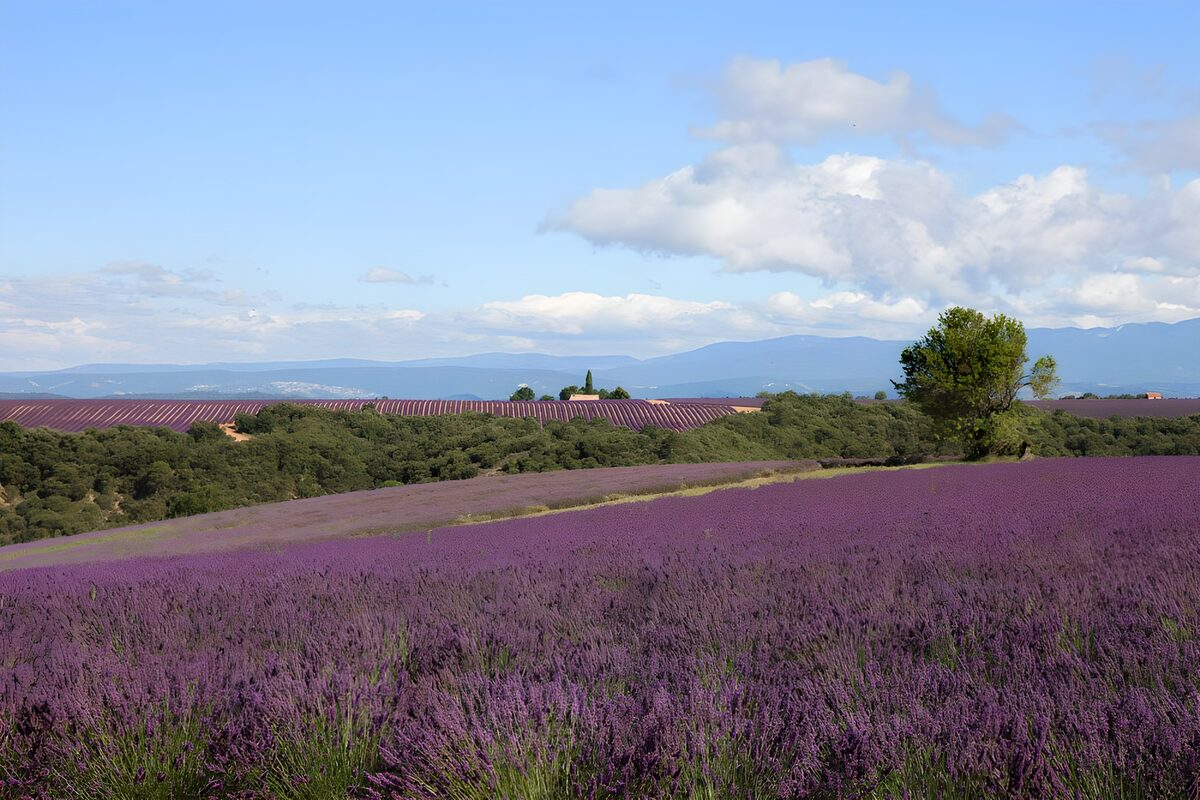 Lavendelfeld unter weitem Sommerhimmel