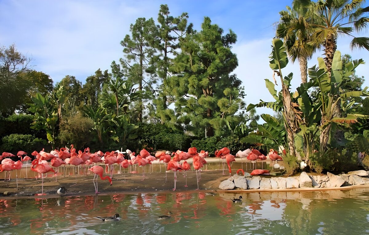 Flamingos am Teich unter Palmen