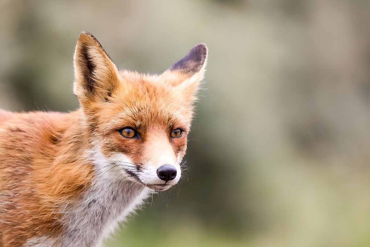 Rotfuchs im Porträt mit wachem Blick