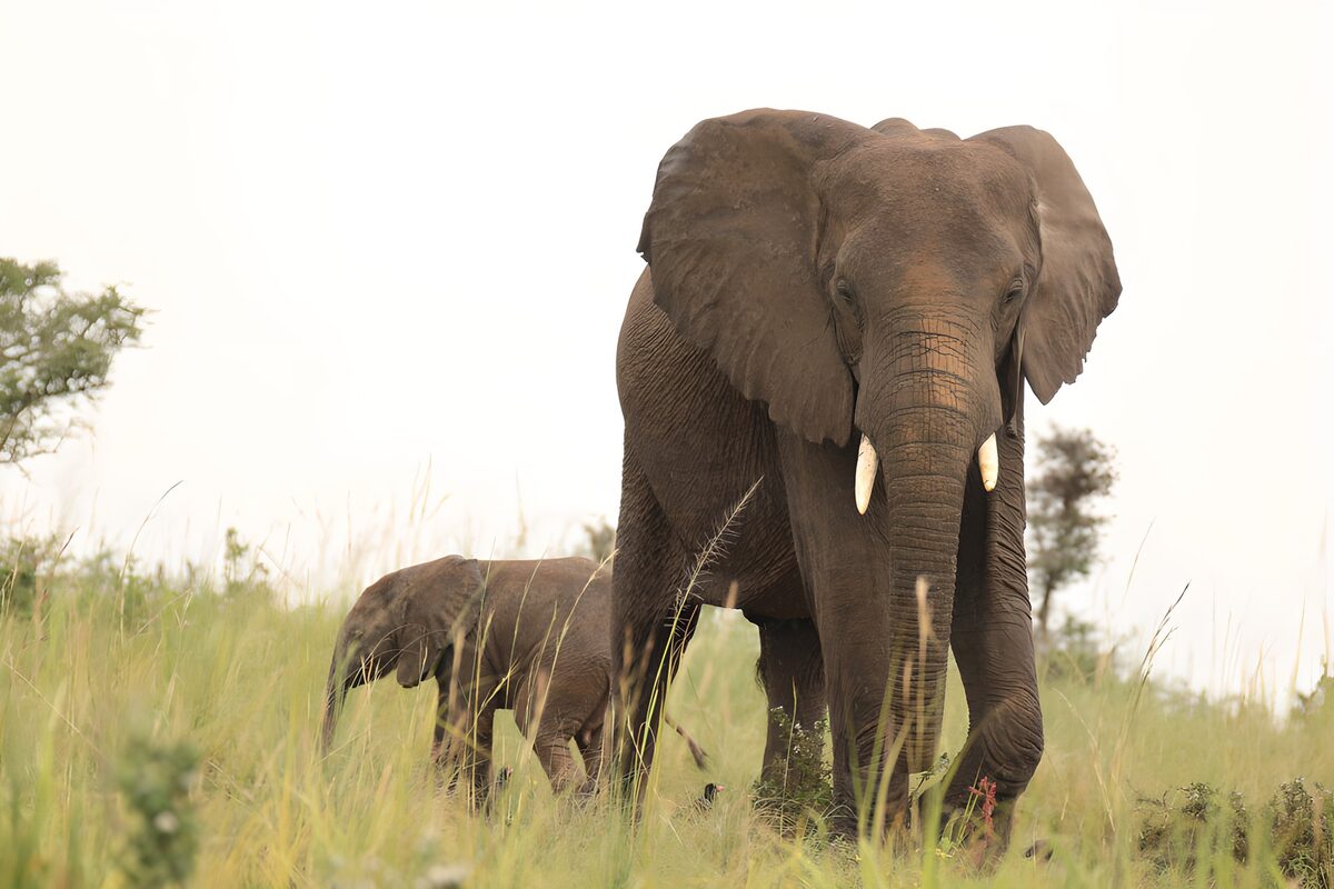 Elefant und Kalb im stillen Grasland