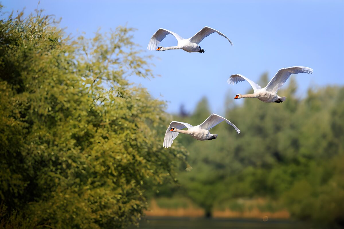 Drei Schwäne im Flug über grünen Bäumen
