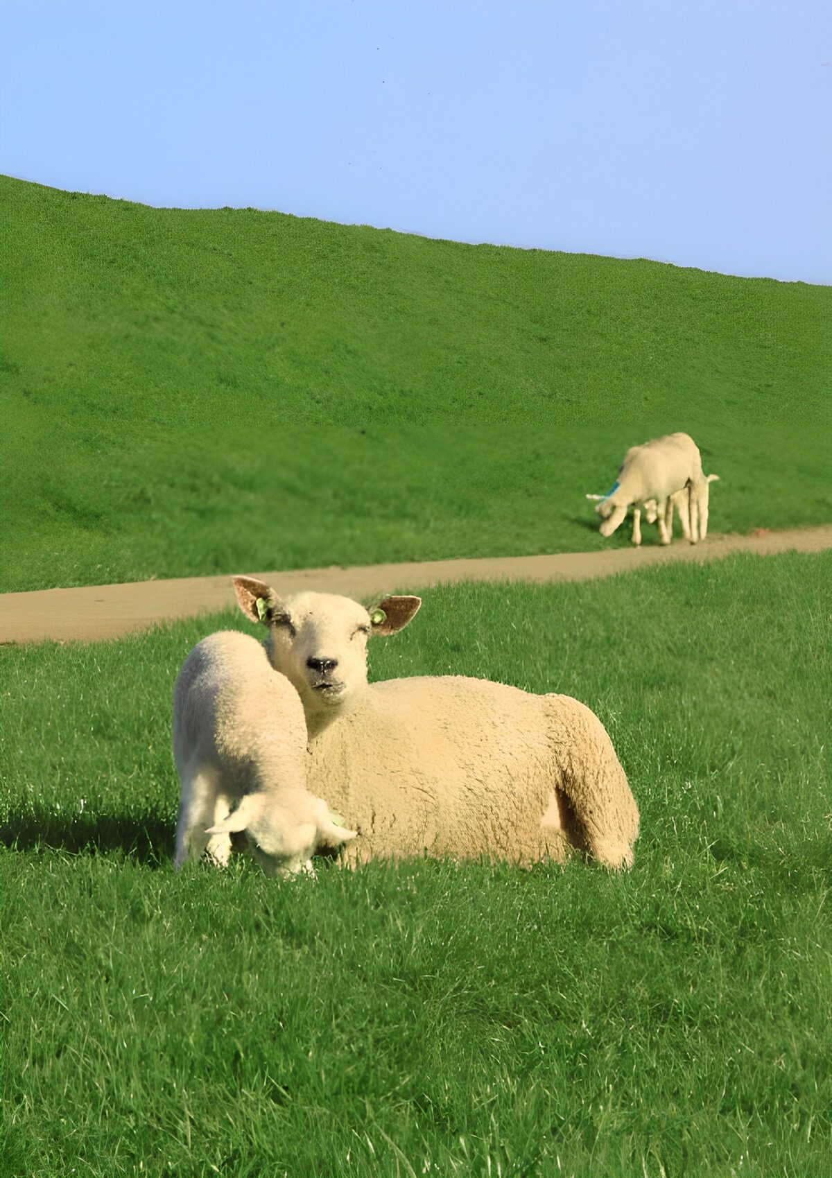 Schaf und Lamm auf sonniger Weide
