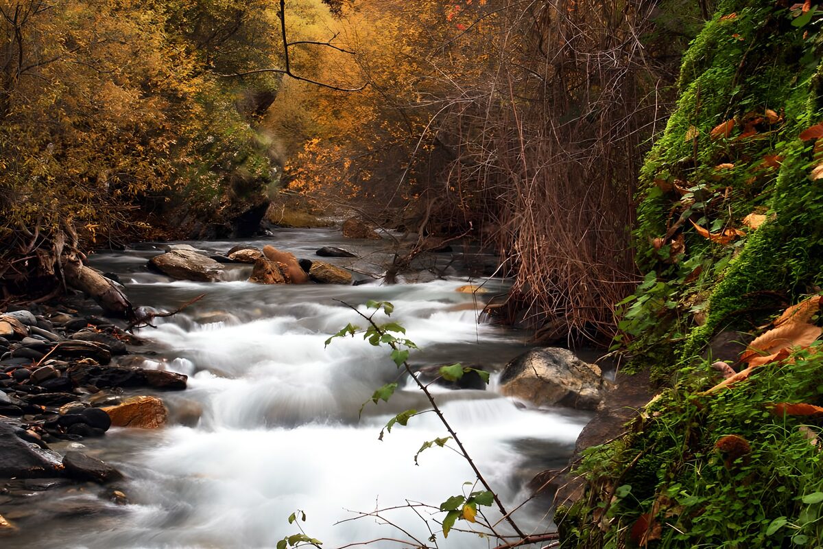 Weißes Wasser unter goldenem Laub