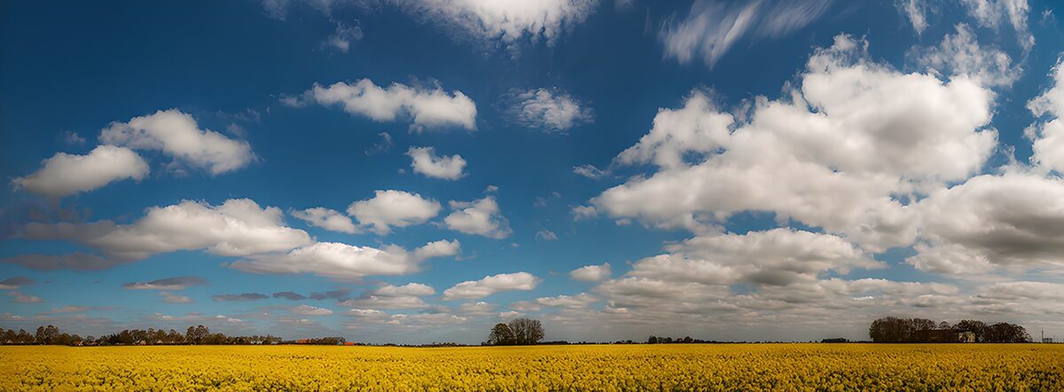 Gelbes Blütenfeld unter weitem Himmel